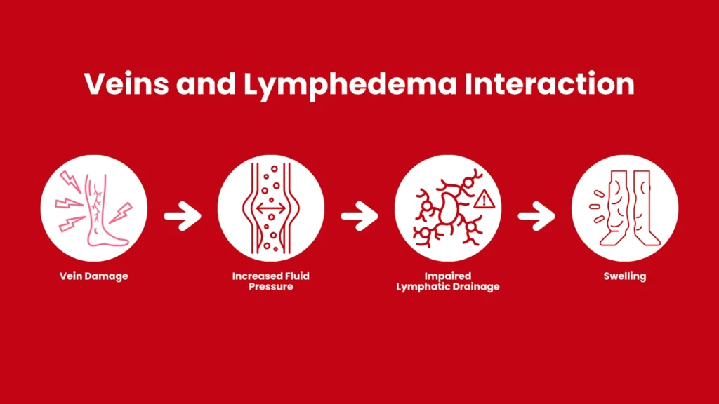 veins and lymphedema interaction